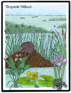wetland